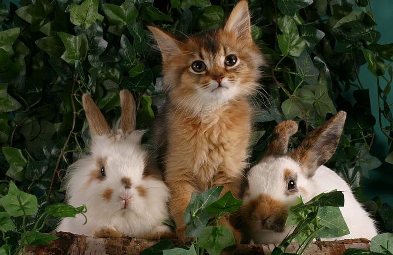 Kitten and bunnies, rabbit, orange, ginger, easter, cat, animal, sweet, cute, green, bunny, kitten, white, HD wallpaper