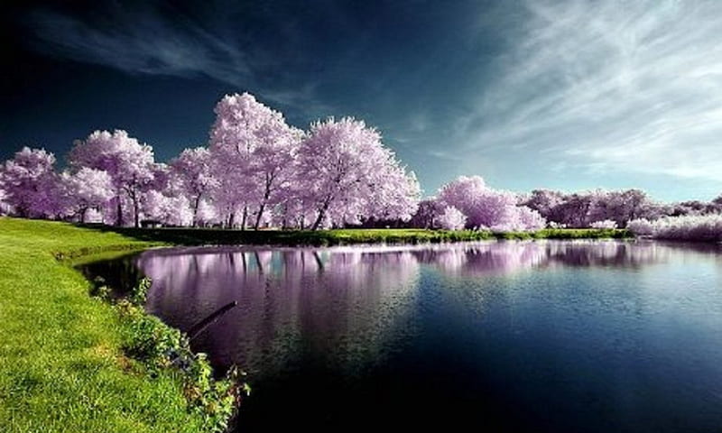 Lake of Pink Reflection, serene, nature, reflection, trees, pink, lake, HD wallpaper