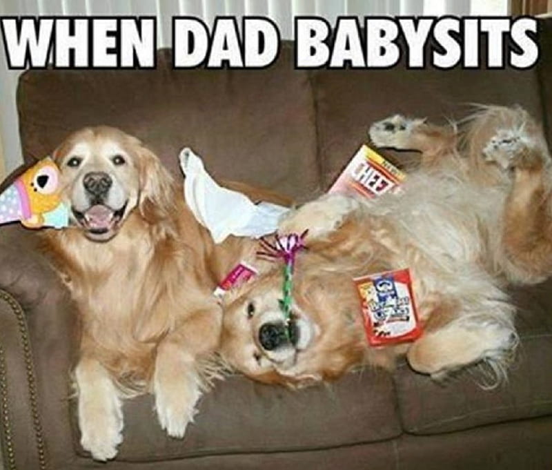 DOG THOUGHTS, FUNNY, TWO, DOGS, THOUGHT, HD wallpaper
