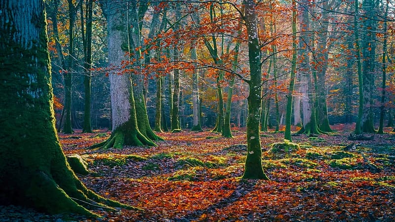 Beech Woodland, New Forest, UK, colors, trees, leaves, england, fall, plants, HD wallpaper