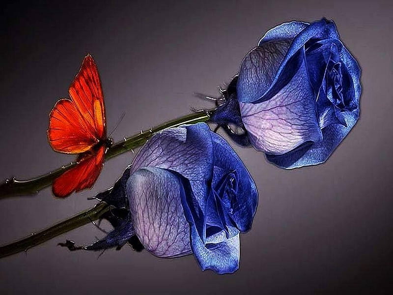 Visitor, roses, butterfly, two, blue, HD wallpaper