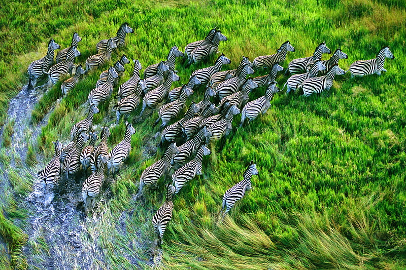 Zebras, africa, apple, grass, horse, mac, zebra, HD wallpaper