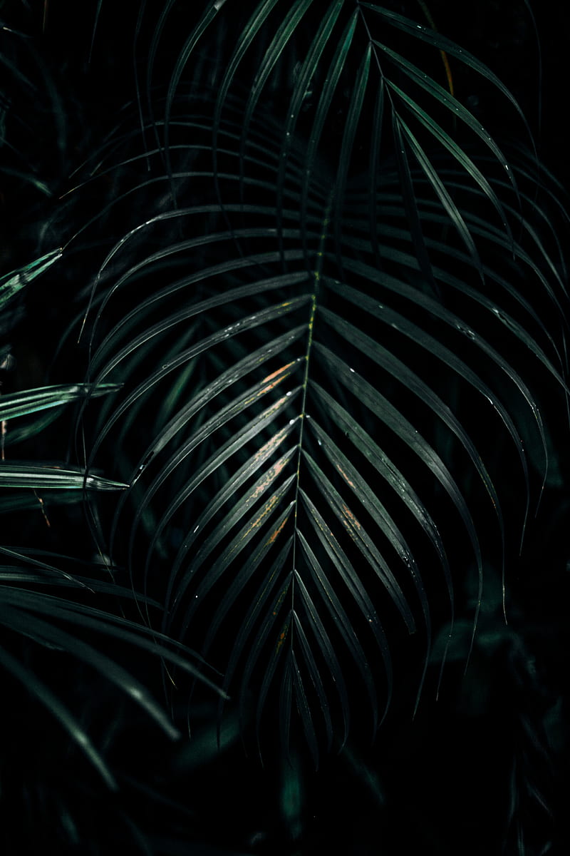 leaves, plant, carved, dark, green, HD phone wallpaper