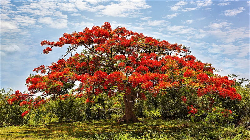 Flamboyant Tree, flowers, tree, sky, Africa, HD wallpaper