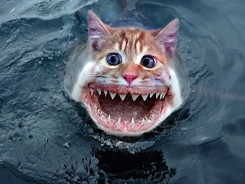 ShArK MuTaNt, shark, artworck, ocean, funny, cat, sharp teeth, animals, HD  wallpaper | Peakpx