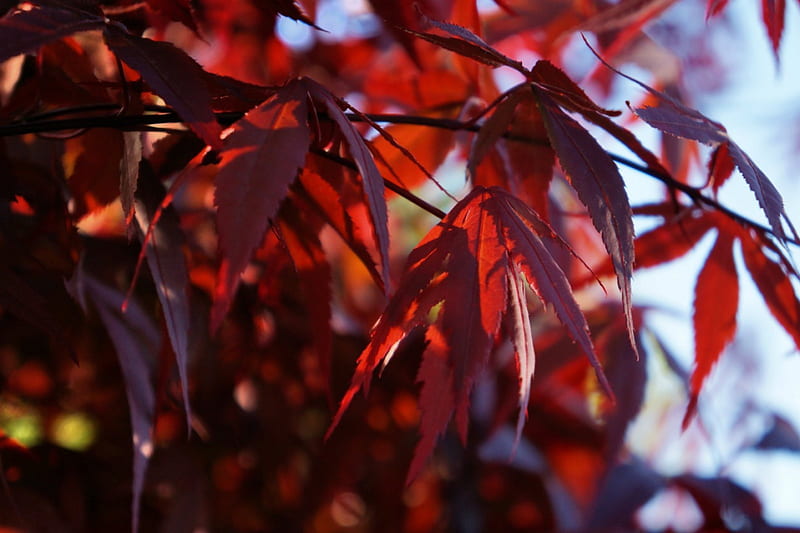 Japanese Maple Leaf, graphy japan maple leafs, HD wallpaper