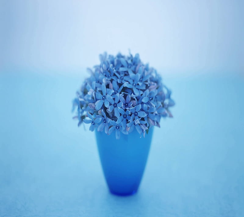 Blue flowers, background, cool, vase, HD wallpaper | Peakpx