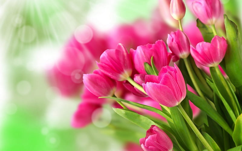 pink tulips, pink flowers, bouquets tulip, tulips, HD wallpaper