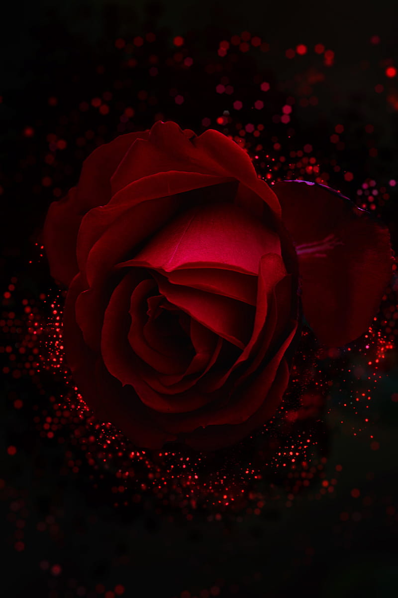 rose, red, bud, glare, shine, HD phone wallpaper