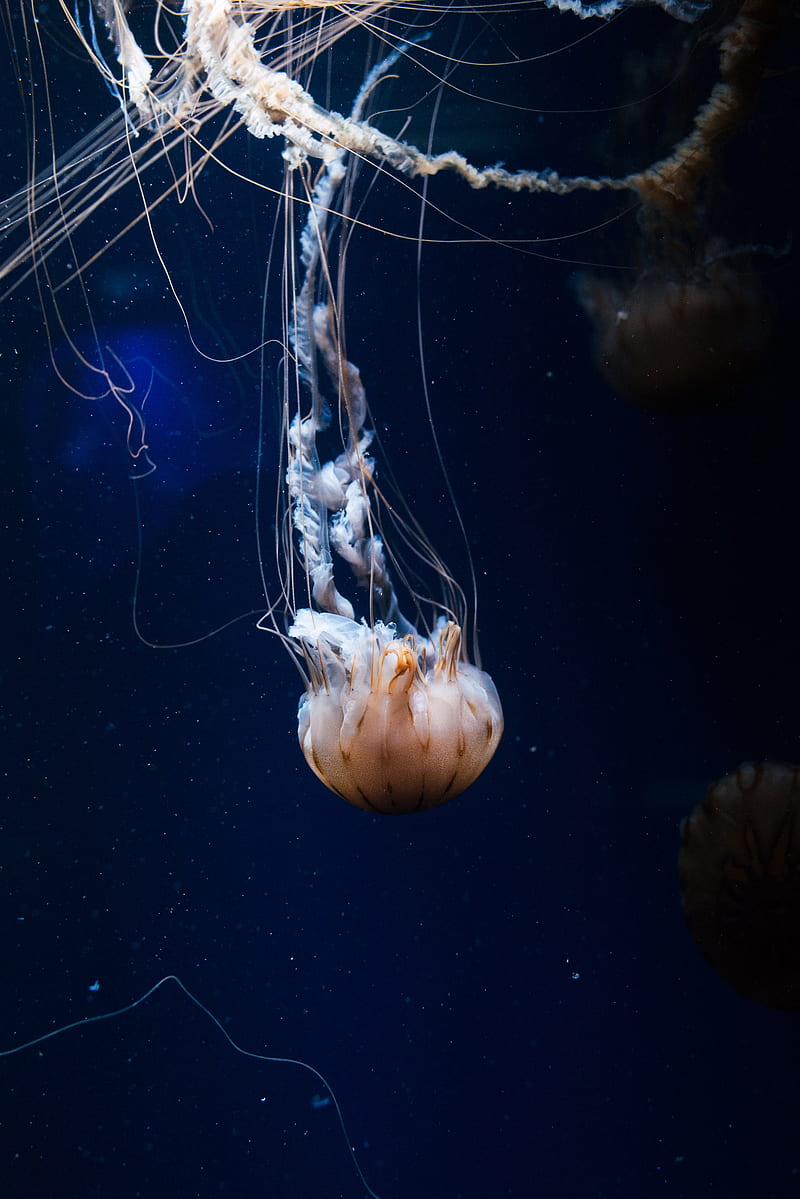 jellyfish, tentacles, creature, sea, underwater, HD phone wallpaper