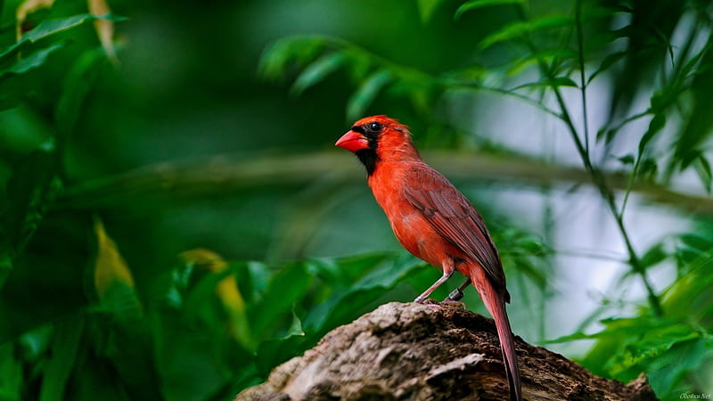 Red bird in the forest, nice, scenario, wood, black, trees, water, cool, awesome, red, register, scenic, brown, 1920x1080, bonito, cardeal, silver, graphy, green, river, scenery, beije, blue, animals, forest, amazing, colors, leaf, bird, plants, scene, HD wallpaper