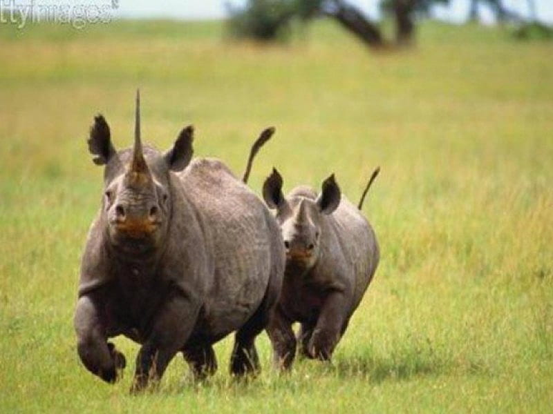 Rhinocerus Run, running, 2 rhinoceruses, green grassy plain, HD wallpaper |  Peakpx