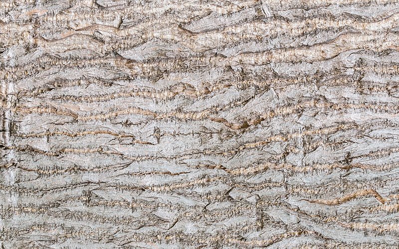 light tree bark close-up, wooden background, tree bark, wooden bark, light tree, wooden backgrounds, wooden textures, HD wallpaper