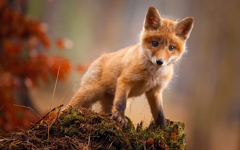 small fox, forest, wildlife, predators, foxes, HD wallpaper