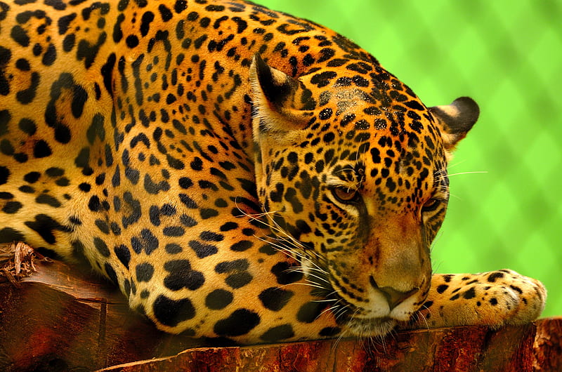 Leopard resting on a brown log, wild, leopard, spots, creation, nature, cat, animals, HD wallpaper