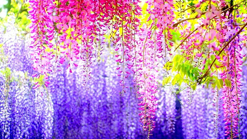 Wisteria Clusters, colorful, flowers, beauty, sunshine, nature, wisteria, HD wallpaper
