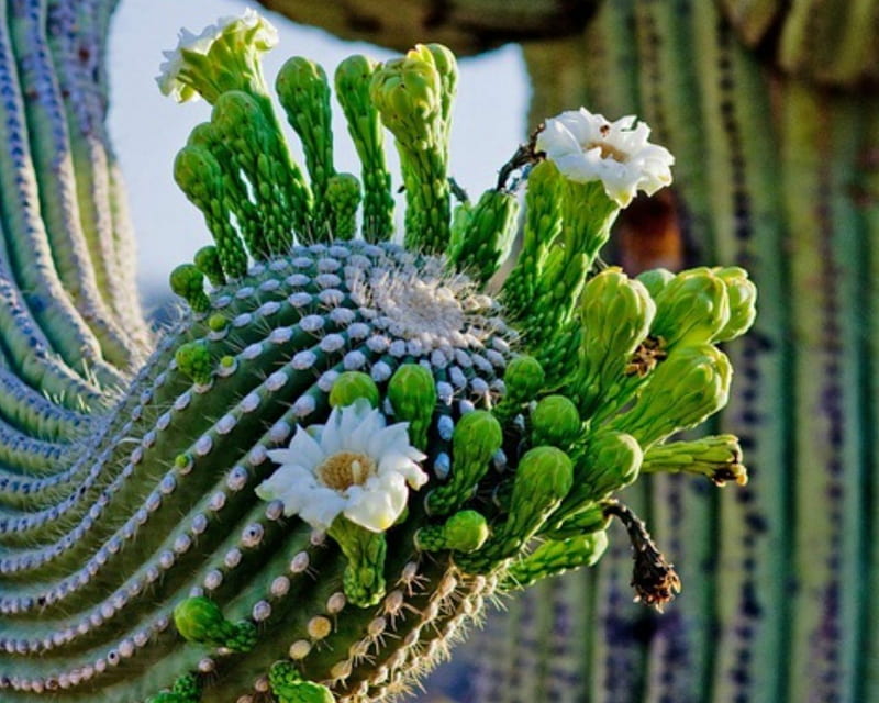Cactus flores, flores, cactus, verde, plantas, Fondo de pantalla HD | Peakpx