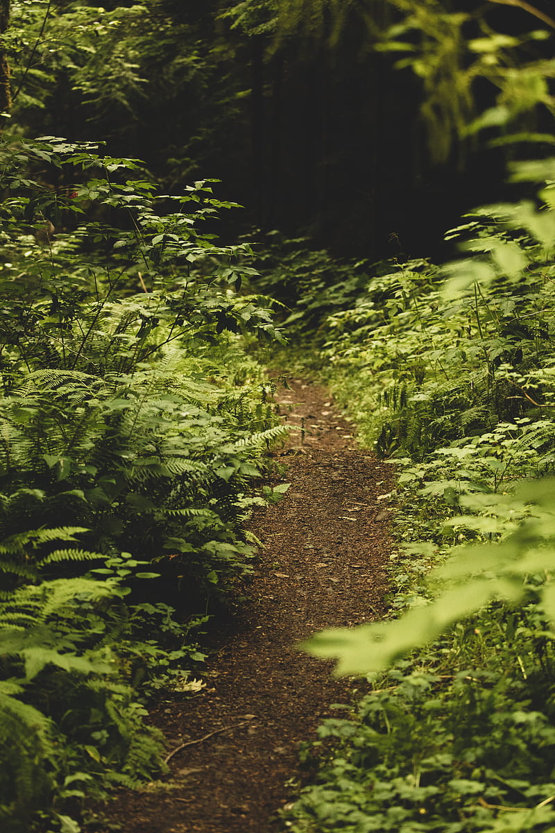 path, fern, forest, bushes, greenery, HD phone wallpaper