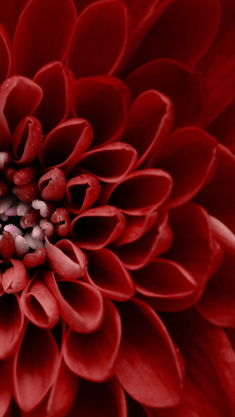 Red dahlia, flower, macro, nature, HD phone wallpaper
