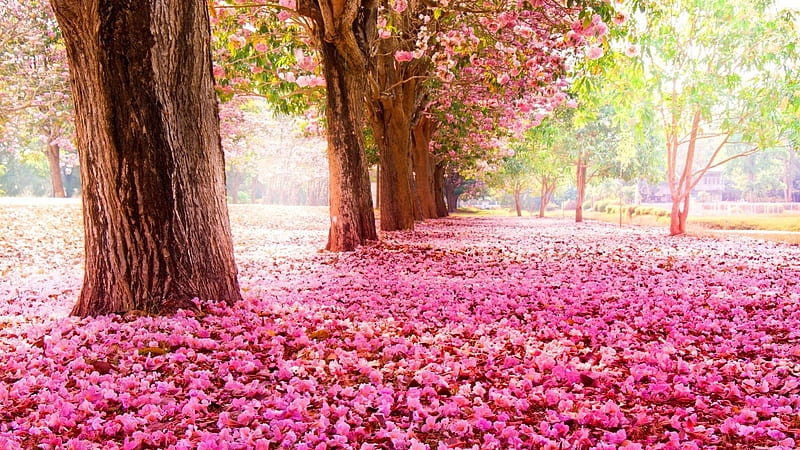 Remember spring, pretty, bonito, carpet, leaves, nice, memory, pink, sakura, lovely, spring, park, tree, remember, blossoms, garden, flowering, nature, walk, petals, blooming, HD wallpaper