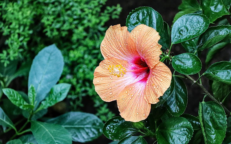 Hibiscus, nature, orange, flower, HD wallpaper | Peakpx