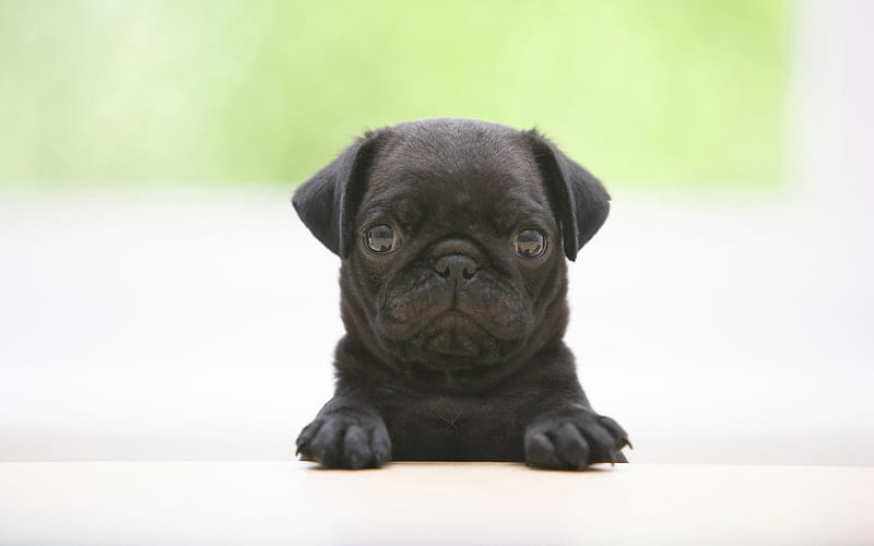 Black Pug, puppy, dogs, cute animals, small Pug, cute dog, Pug, pets, Pug Dog, HD wallpaper