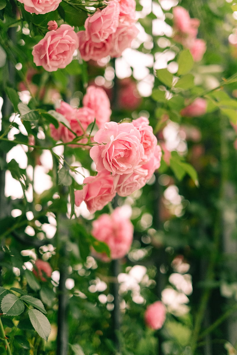 Pink Roses in Tilt Shift Lens, HD phone wallpaper