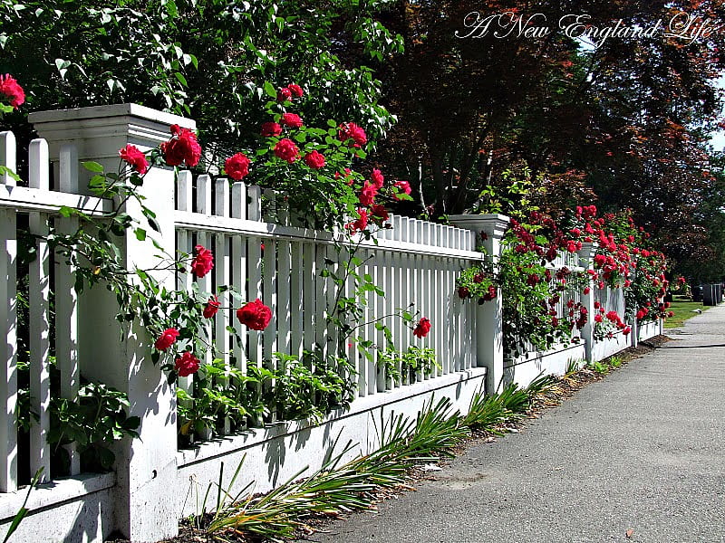 red roses and fence, fence, red, roses, white, street, HD wallpaper