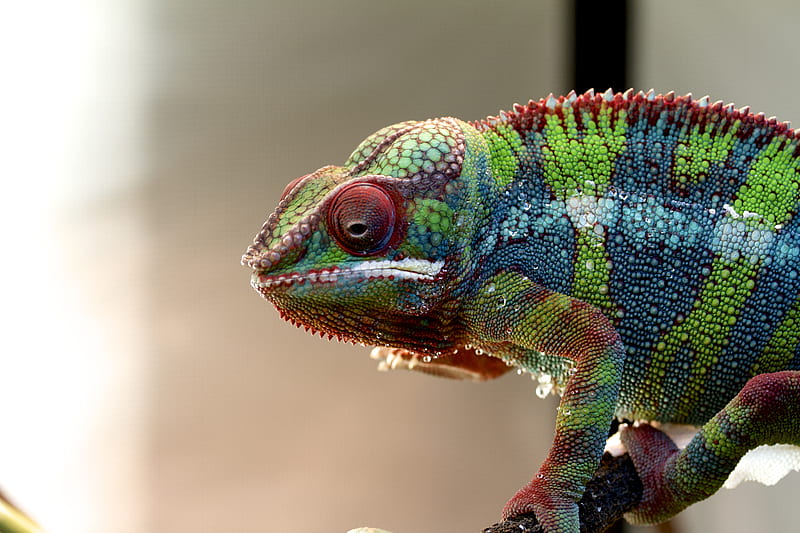 Chameleon, lizard, reptile, colorful, HD wallpaper | Peakpx