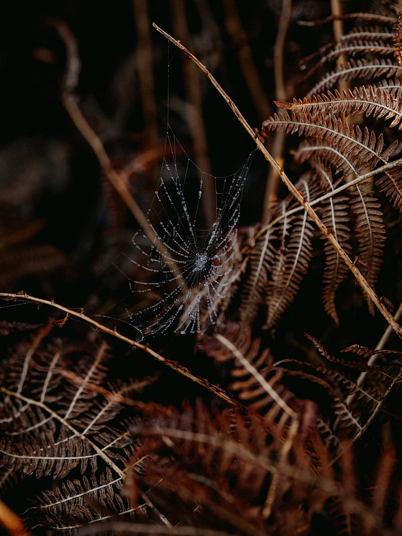 cobweb, drops, macro, fern, nature, HD phone wallpaper