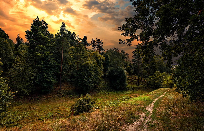 in the evening, forest, summer, path, nature, evening, trees, HD wallpaper