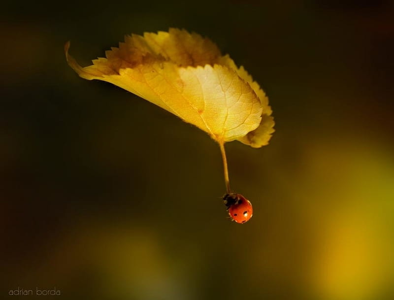 Only know you love her when you let her go, red, autumn, ladybug, toamna, insect, yellow, adrian borda, leaf, HD wallpaper