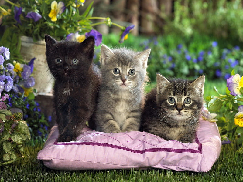 Different Sizes, young, trio, kitties, kitten, cats, HD wallpaper