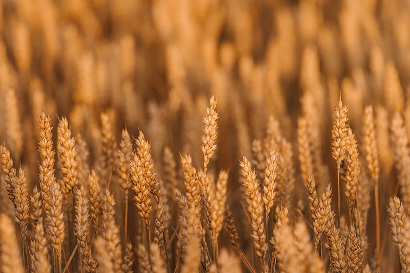 wheat, spikelets, field, cereals, plant, HD wallpaper
