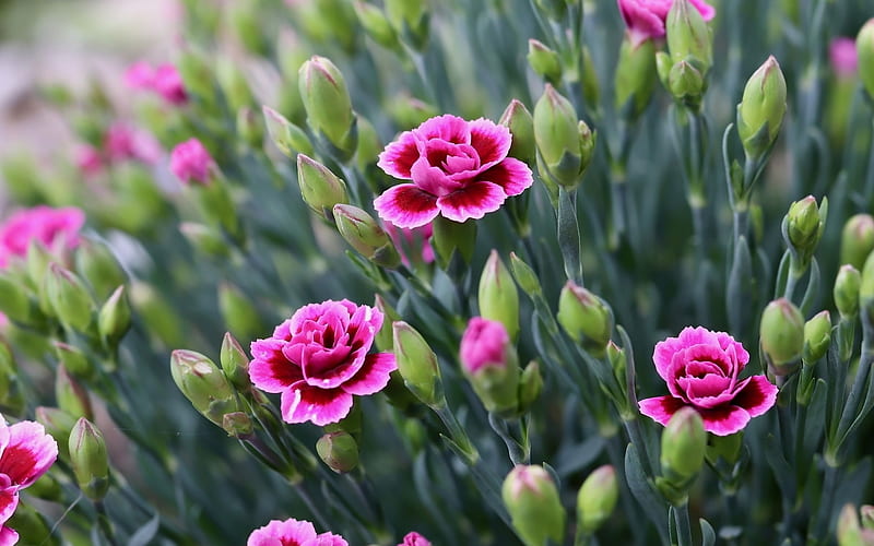 Carnations, flowers, nature, pink, HD wallpaper | Peakpx
