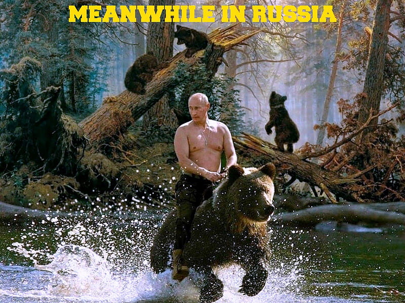 Meanwhile in Russia..., Bear, Russia, Putin, Humor, HD wallpaper