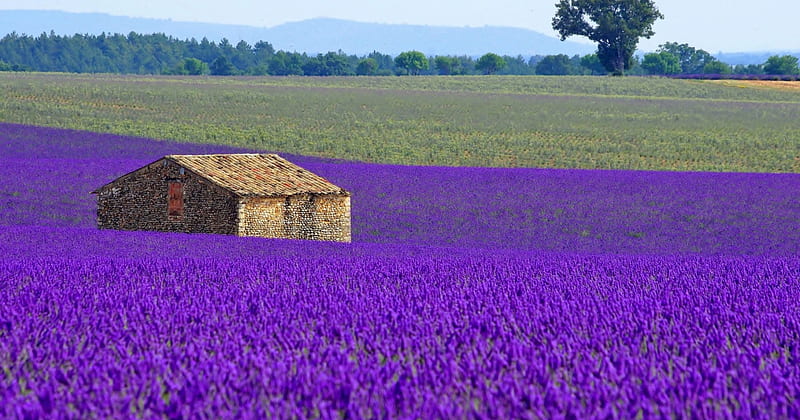 Provence France, house, purple, france, provence, summer, lavender, field, landscape, HD wallpaper