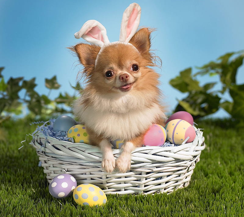 Easter Dog, HD wallpaper