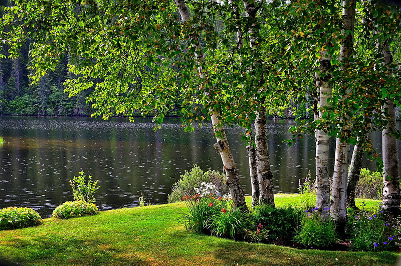 Birch by the lake, tranquility, calmness, grass, greenery, birch, park, spring, bonito, lake, pond, tree, serenity, reflection, HD wallpaper