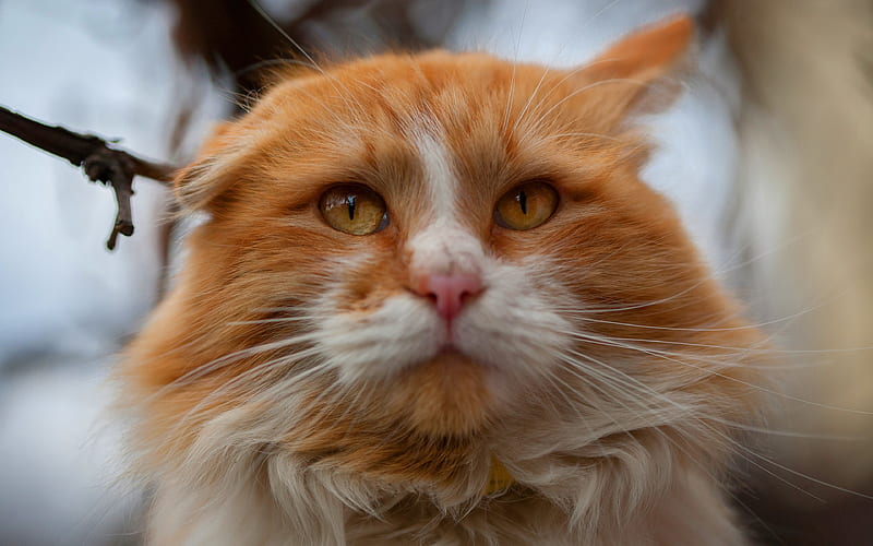 ginger cat, muzzle, furry cat, green eyes, pets, furry cats, Persian cat, HD wallpaper