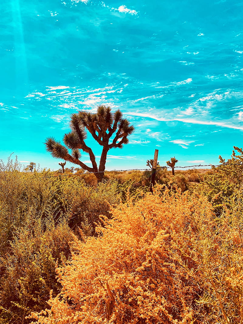 desert, cacti, bushes, plants, wildlife, HD phone wallpaper