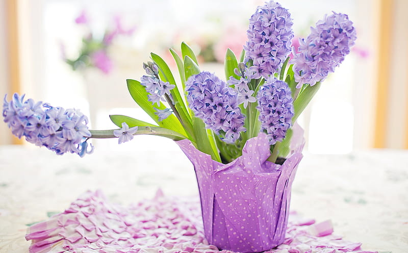 Easter Holiday 2020, Potted Hyacinths, Home... Ultra, Holidays, Easter, Purple, Spring, Flowers, Table, Home, Plant, Holiday, Hyacinths, Cute, indoor, potted, HD wallpaper