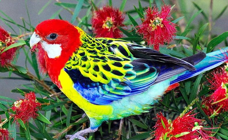 Pájaro colorido con flores rojas, rojo, colorido, pájaros, flores,  animales, Fondo de pantalla HD | Peakpx