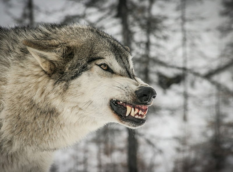 angry wolf, canislupus, wolf art, black, saying, timber wolf, wolves, white, howling, wisdom, HD wallpaper