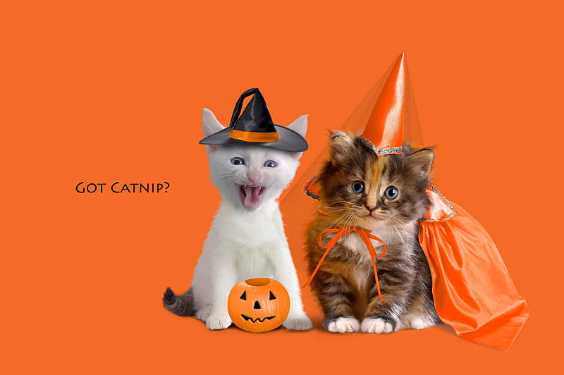 Halloween, pretty, orange, bonito, witches hat, animal, sweet, customize, pumpkin, beauty, face, animals, lovely, kitty, pets, cat, cat face, hat, cute, paws, feline, eyes, cats, kitten, princess, HD wallpaper