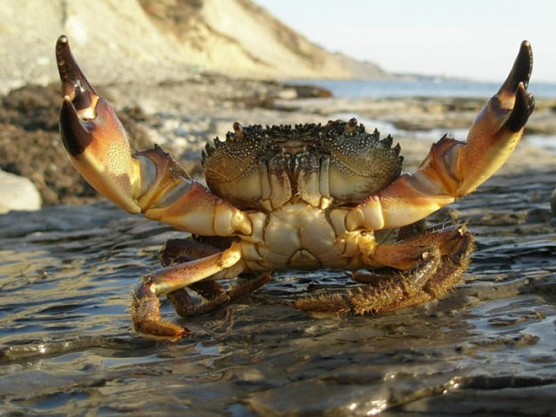 Sorry Guys, This Territory is Mine!!, seafood, crustacean, crab, animals, HD wallpaper