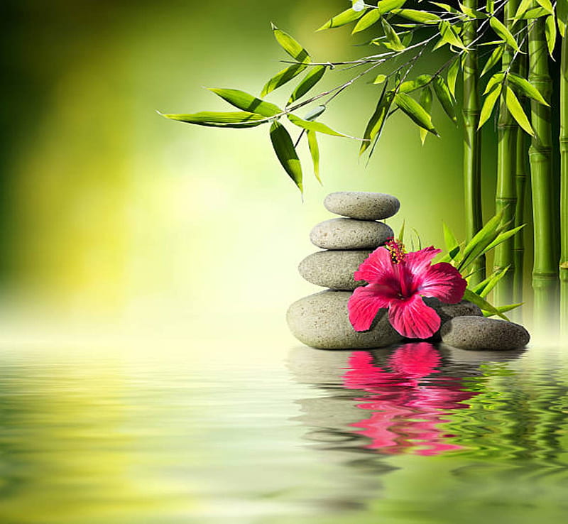 Bamboo and hibiscus, Water, Reflection, Bamboo, Leaves, Hibiscus, Stones, HD wallpaper
