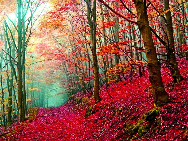 RED FOREST, red, forest, autumn, leaves, path, trees, HD wallpaper