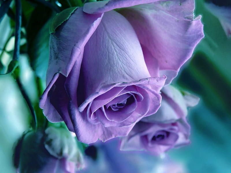 Soft purple rose for my Luiza (Dreamer-girl), flower, graphy, purple rose, rose, HD wallpaper