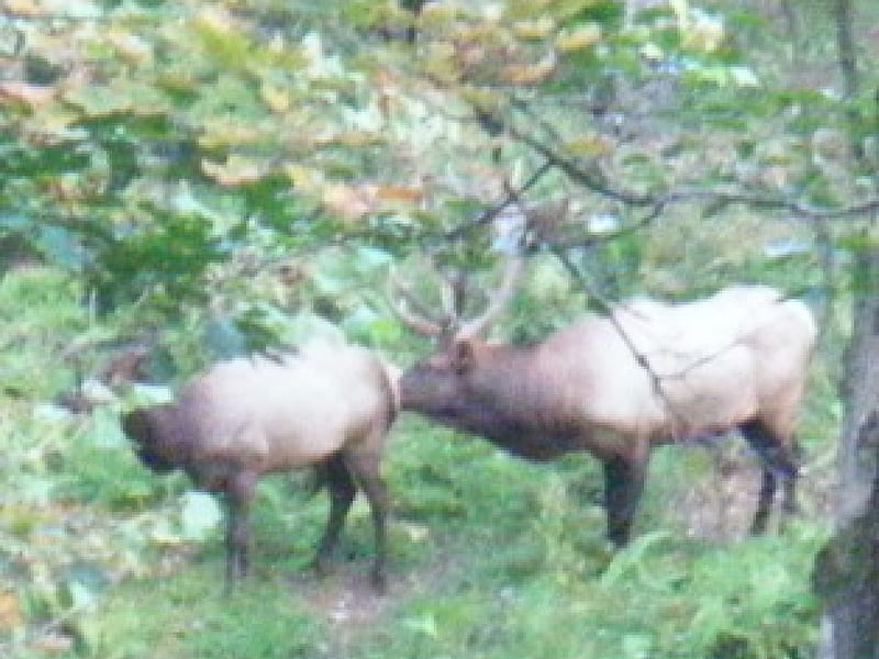 went site seeing and spotted these Elk...Rut season in PA, bull, elk, elks, HD wallpaper
